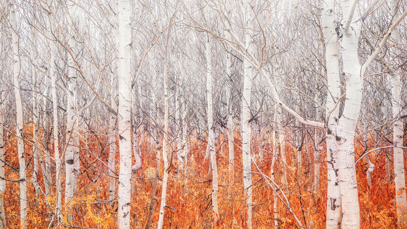 White Tree Forest Photograph Home Decor Premium Quality Poster Print Choose Your Sizes