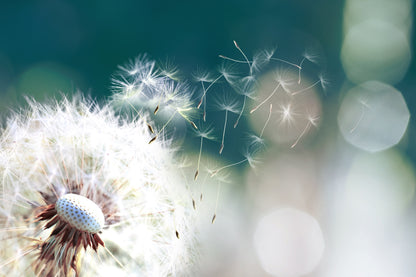 Dandelion Flower Closeup View Print 100% Australian Made