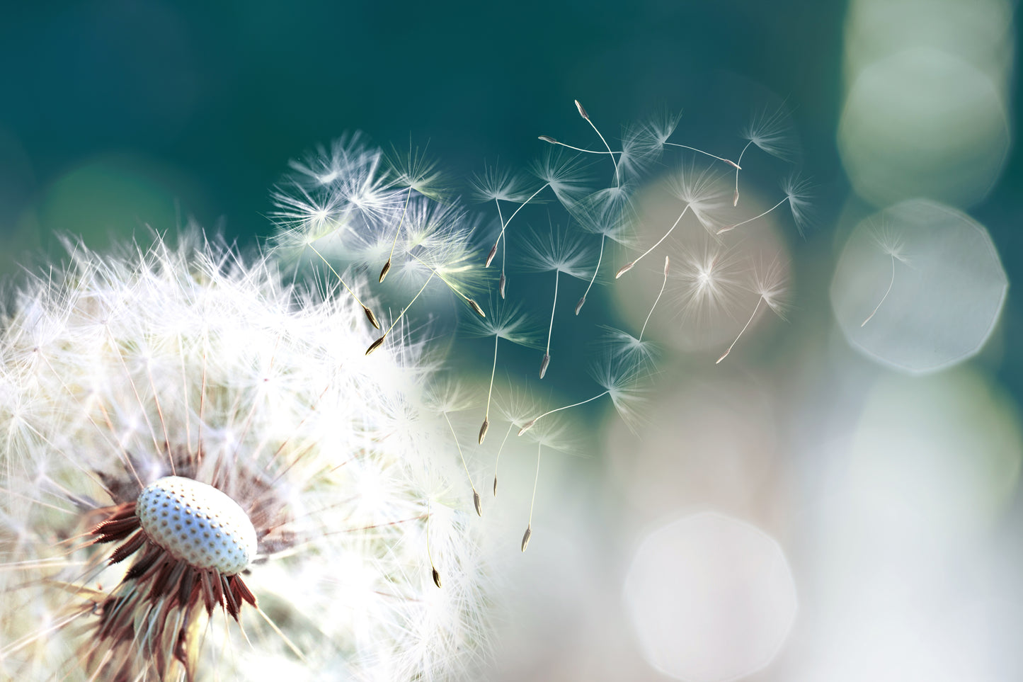 Dandelion Flower Closeup View Home Decor Premium Quality Poster Print Choose Your Sizes