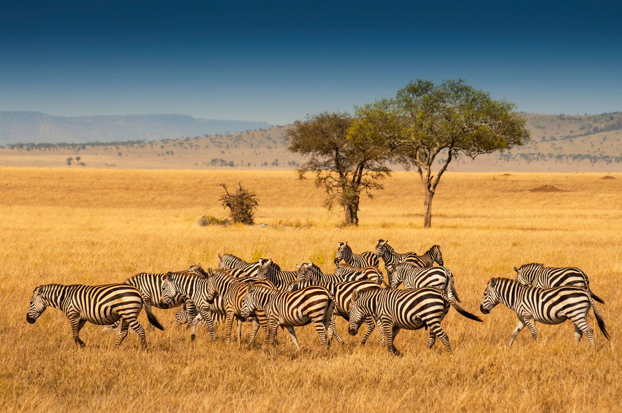 Zebras Running Photograph Print 100% Australian Made