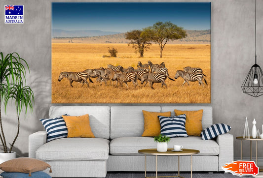 Zebras Running Photograph Print 100% Australian Made