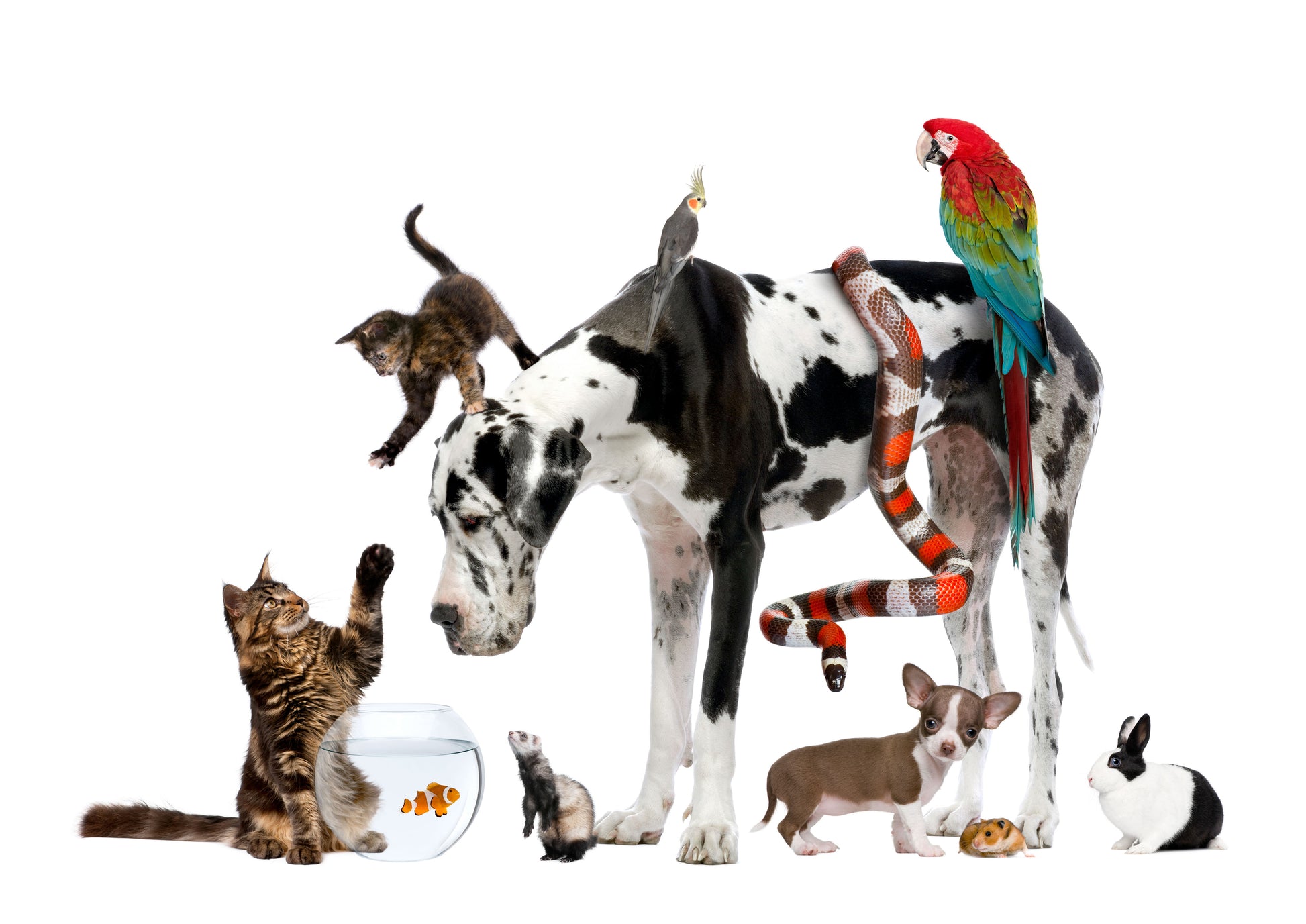 Colorful Animals Photograph Print 100% Australian Made