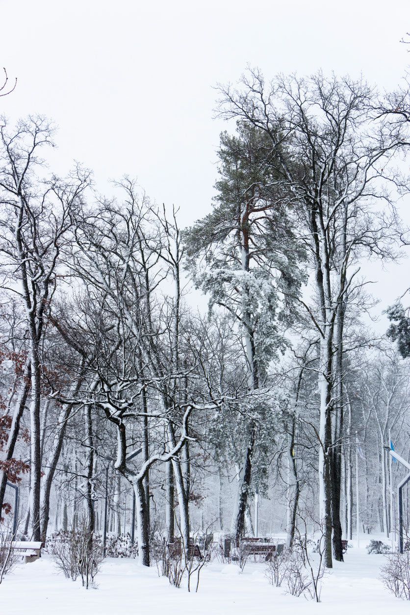 Snow Covered Forest Photograph Print 100% Australian Made