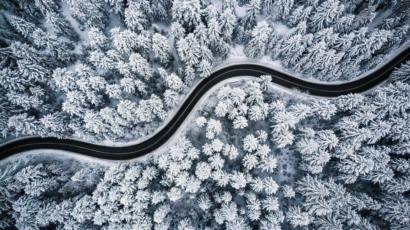 Road in Pine Tree Forest Aerial Print 100% Australian Made