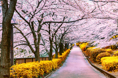 Blossom Trees Along the Road View Home Decor Premium Quality Poster Print Choose Your Sizes