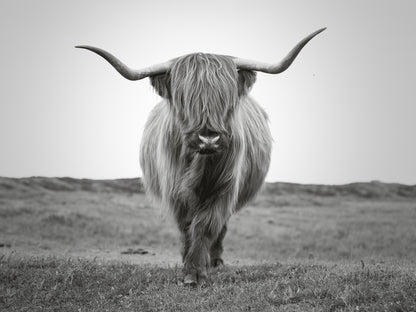 Highland Cow Portrait B&W View Print 100% Australian Made