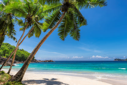Palm Trees & Sea Scenery View Print 100% Australian Made
