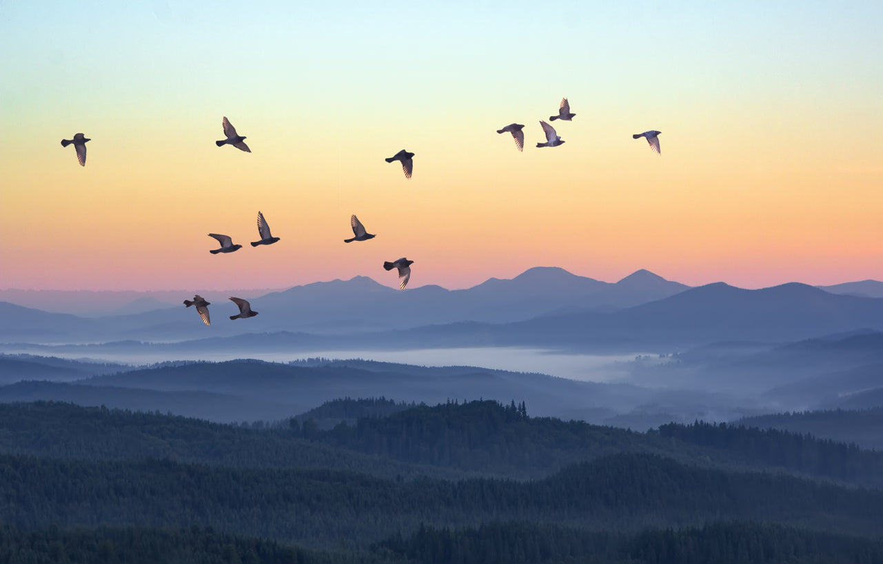 Bird Flying Over Mountains Sunset Print 100% Australian Made