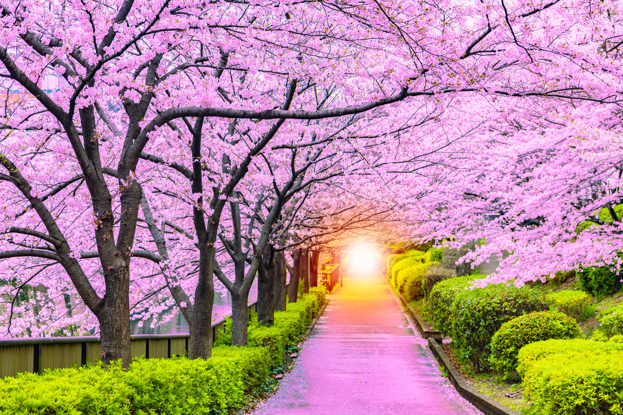 Blossom Tree Park Photograph Print 100% Australian Made