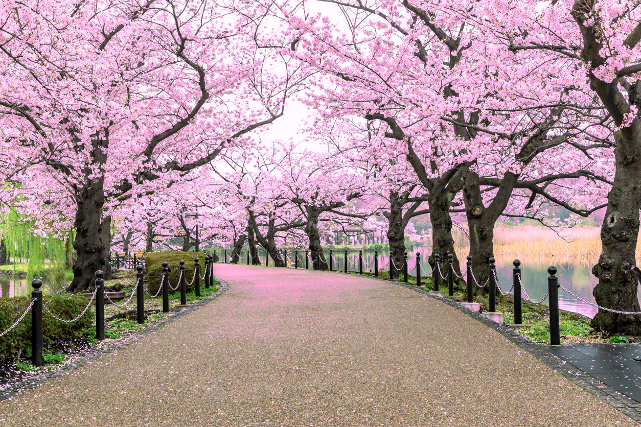 Blossom Trees Along the Road View Home Decor Premium Quality Poster Print Choose Your Sizes