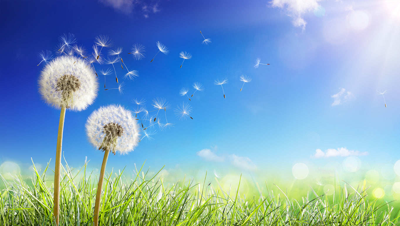 Dandelion Flowers Closeup View Home Decor Premium Quality Poster Print Choose Your Sizes