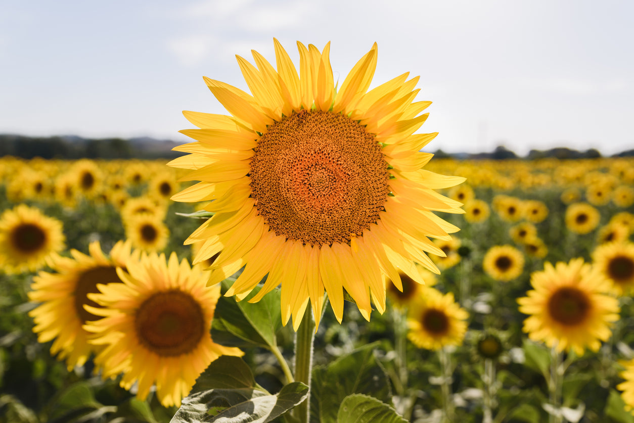 Sunflower Closeup Photograph Home Decor Premium Quality Poster Print Choose Your Sizes