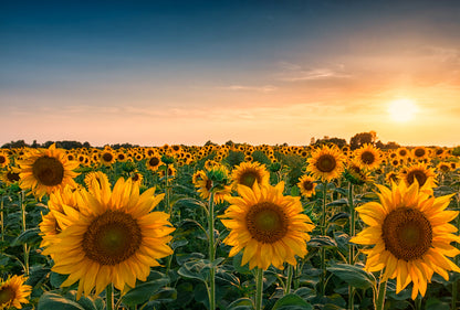Sunflower Field Sunset Photograph Home Decor Premium Quality Poster Print Choose Your Sizes