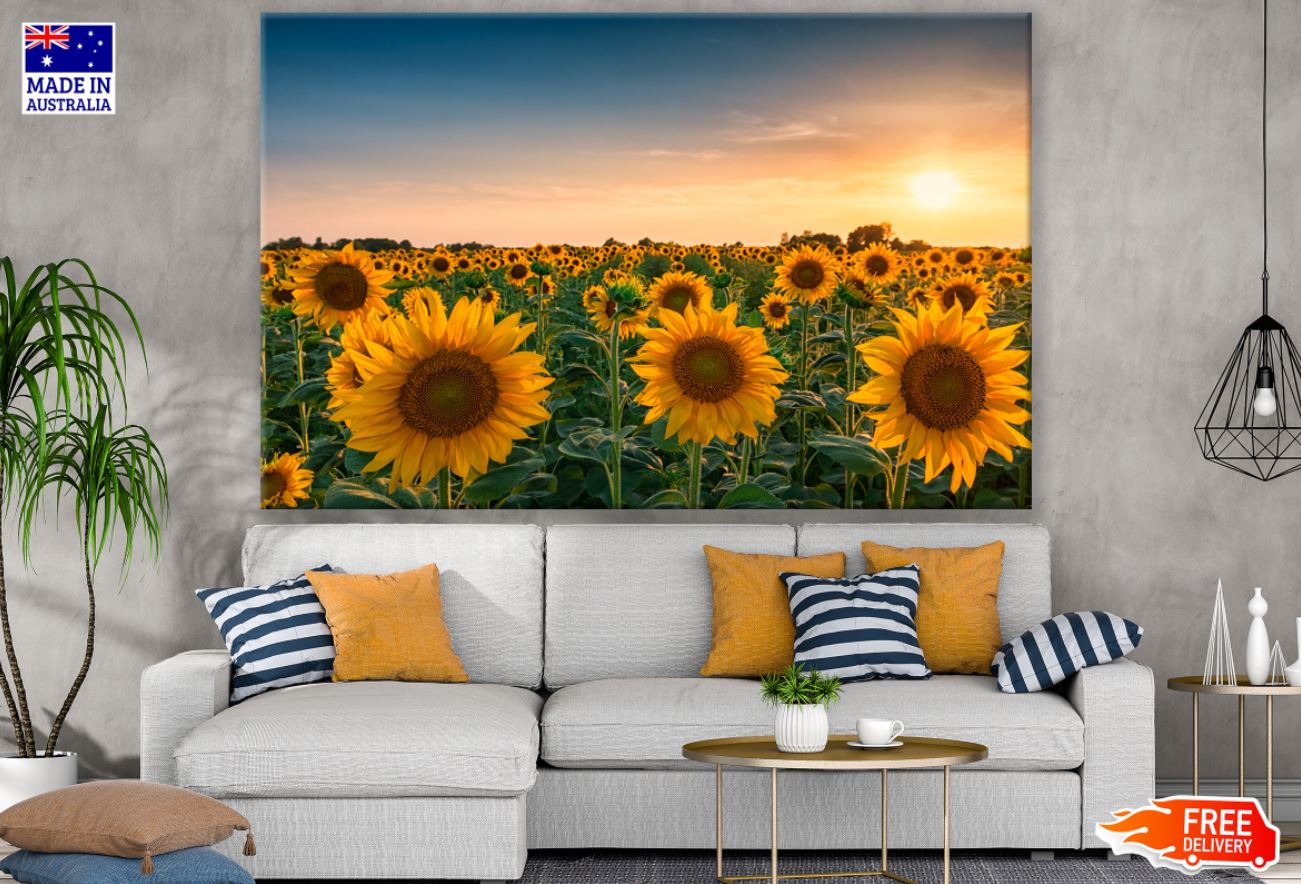 Sunflower Field Sunset Photograph Print 100% Australian Made