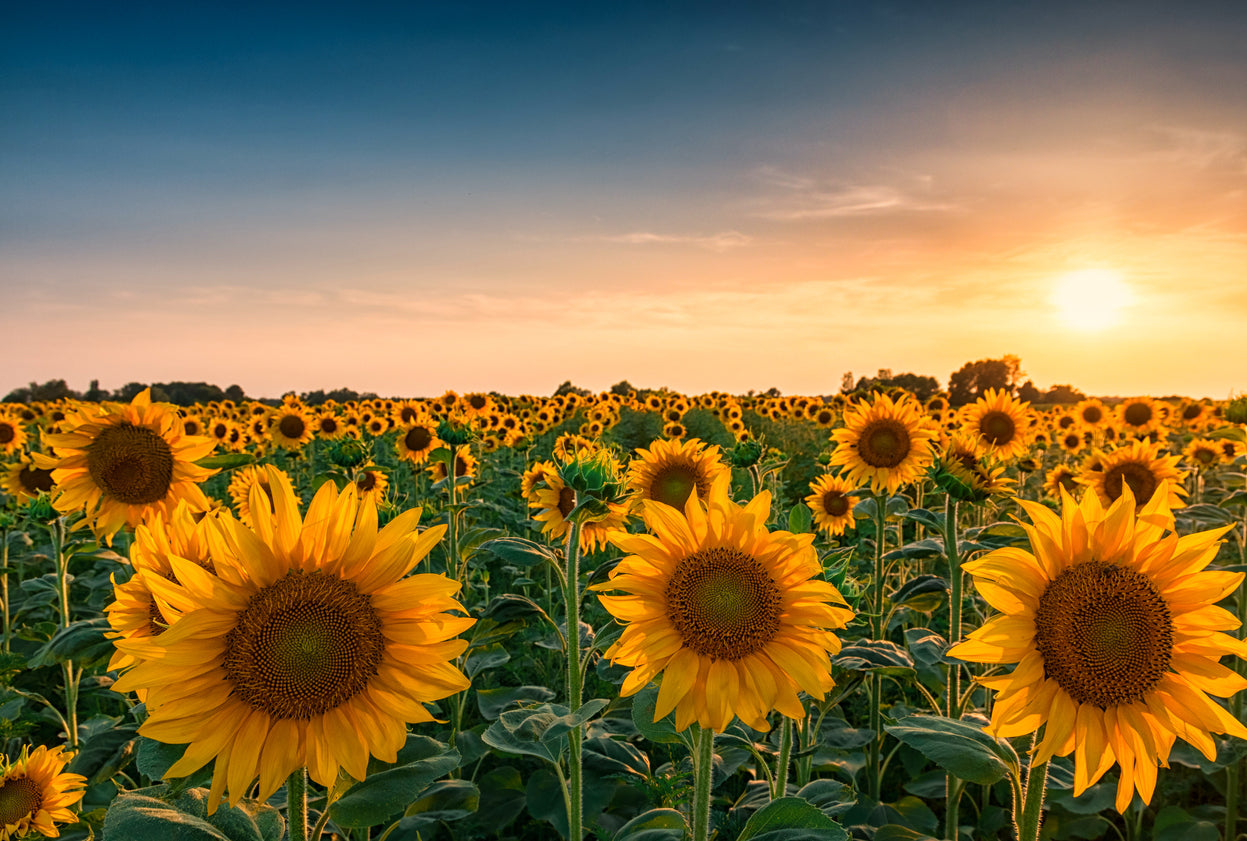 Sunflower Field Sunset Scenery Print 100% Australian Made