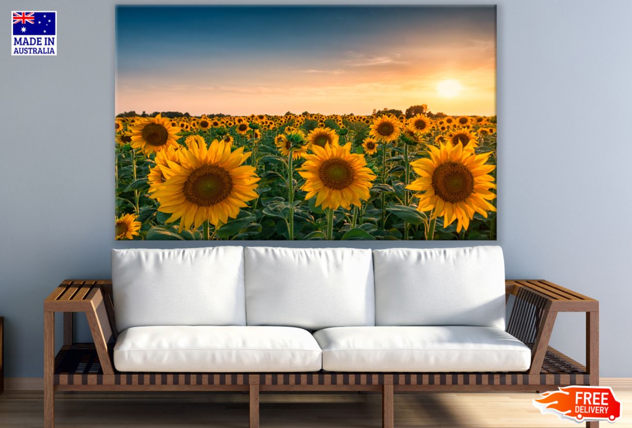 Sunflower Field Sunset Scenery Print 100% Australian Made
