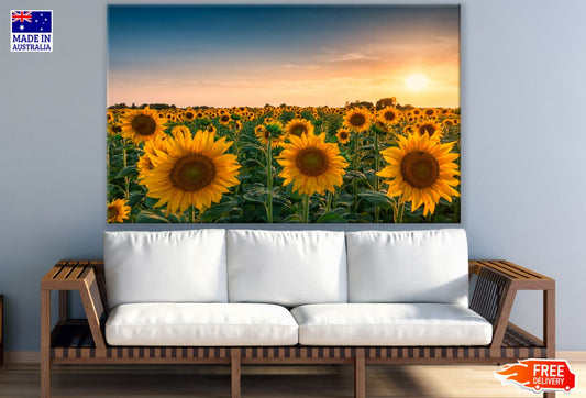 Sunflower Field Sunset Scenery Print 100% Australian Made