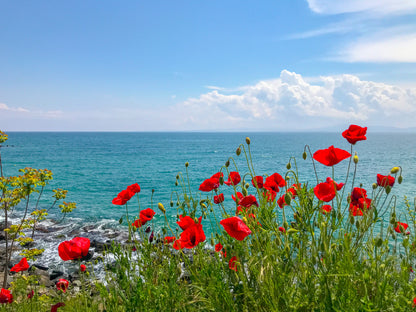 Flower Field Near Sea Photograph Print 100% Australian Made