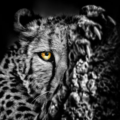 Square Canvas Tiger Portrait B&W Photograph High Quality Print 100% Australian Made