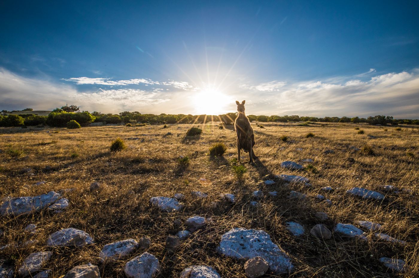 Kangaroo in Field Photograph Home Decor Premium Quality Poster Print Choose Your Sizes