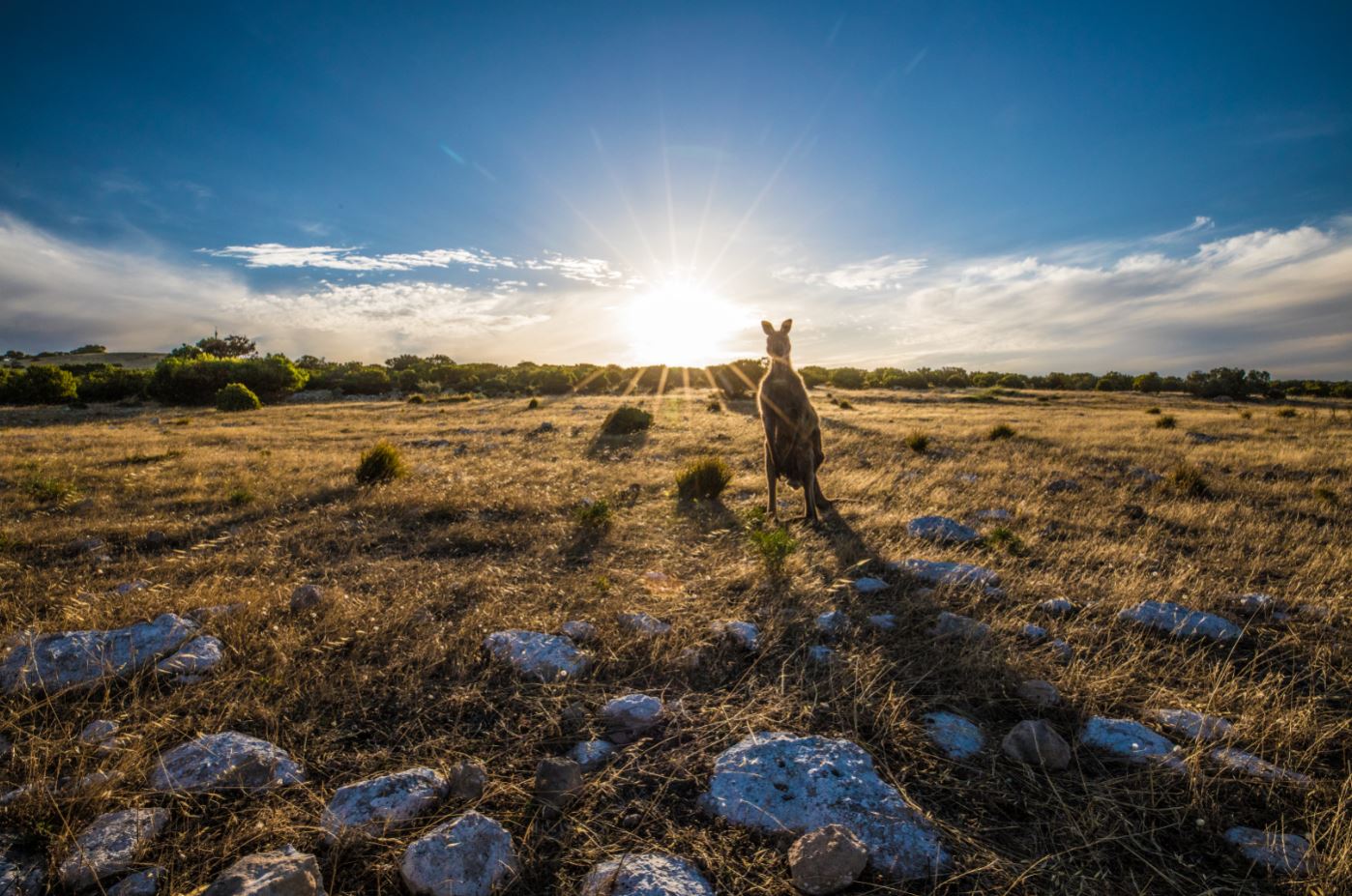 Kangaroo on Field Scenery View Home Decor Premium Quality Poster Print Choose Your Sizes