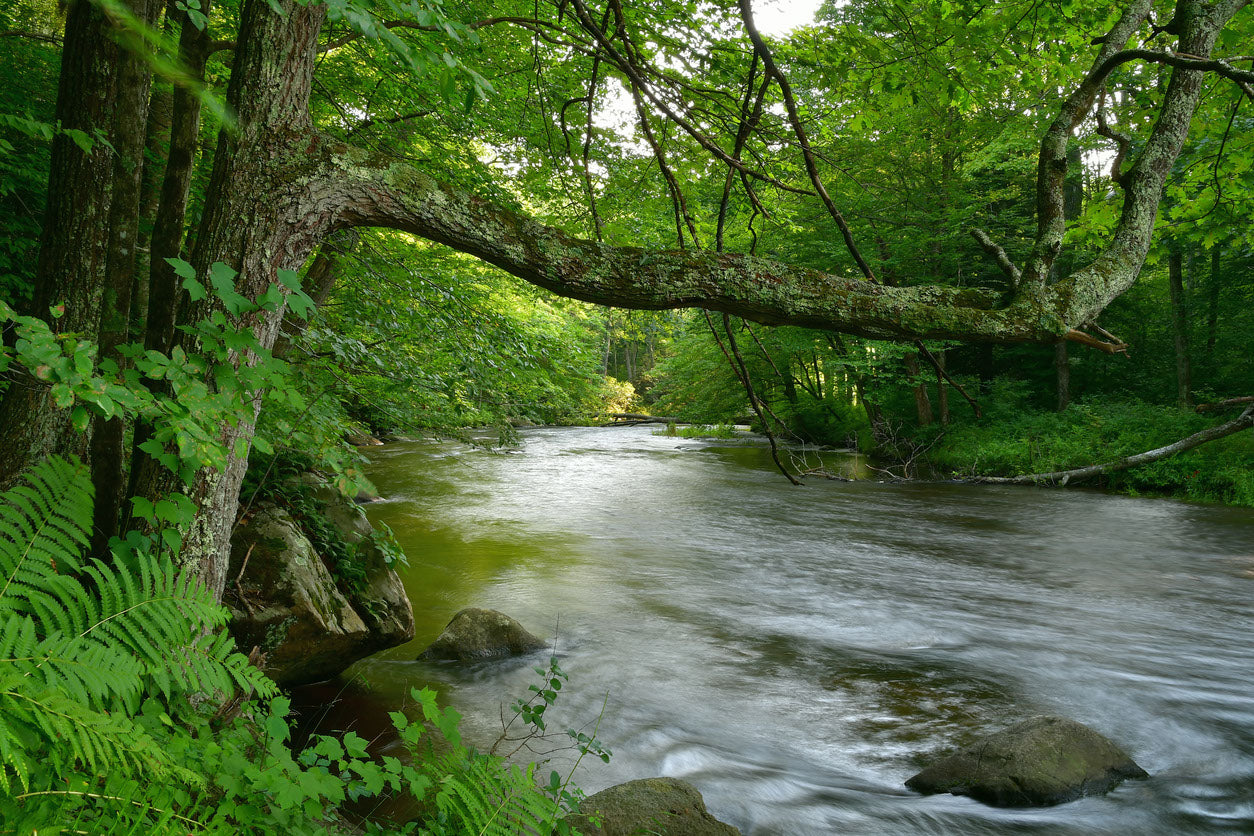 River in Forest Scenic Photograph Home Decor Premium Quality Poster Print Choose Your Sizes