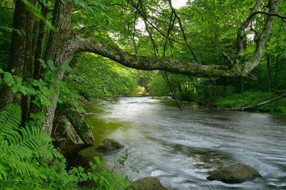 River in Forest Scenic Photograph Home Decor Premium Quality Poster Print Choose Your Sizes