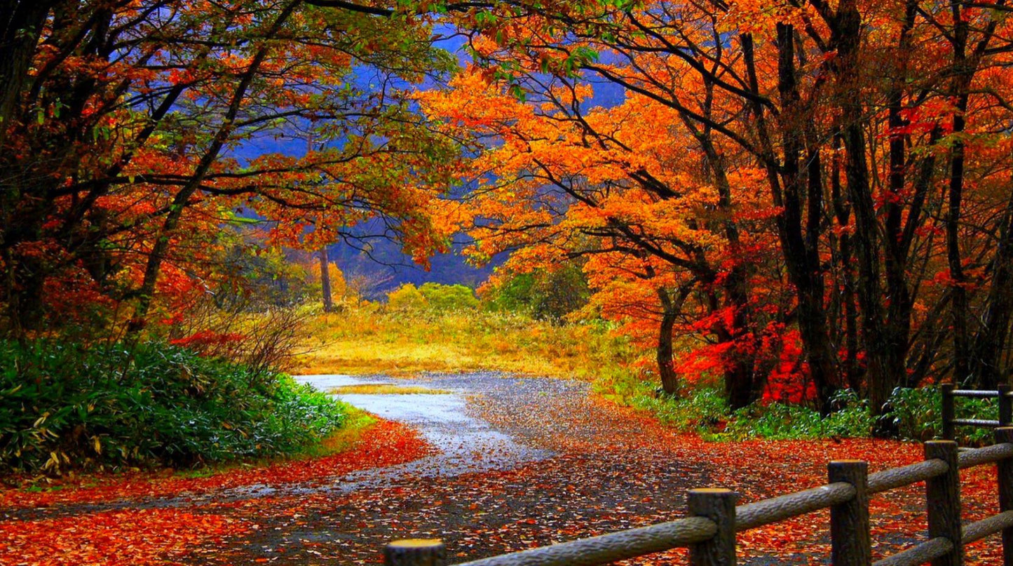 Road in Autumn Forest Photograph Print 100% Australian Made