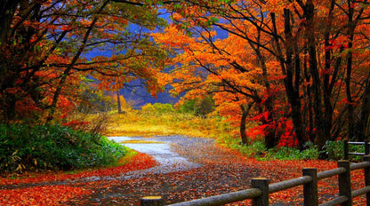 Road in Autumn Forest Photograph Print 100% Australian Made