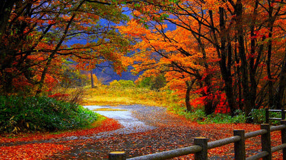 Autumn Tree Forest Road Scenery Home Decor Premium Quality Poster Print Choose Your Sizes