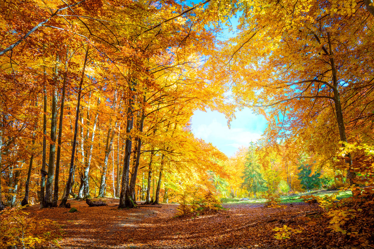 Autumn Trees Forest Photograph Home Decor Premium Quality Poster Print Choose Your Sizes