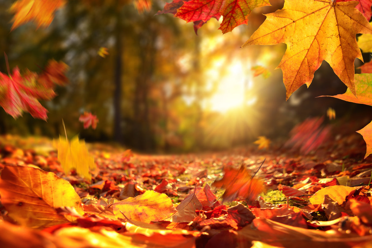 Autumn Leaves Falling Photograph Home Decor Premium Quality Poster Print Choose Your Sizes