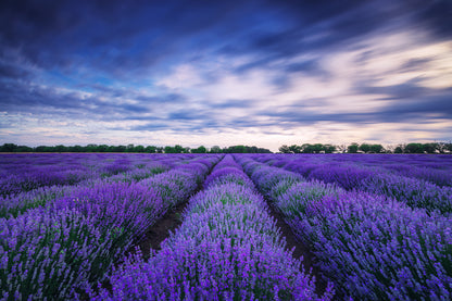 Lavender Field Scenery Photograph Home Decor Premium Quality Poster Print Choose Your Sizes