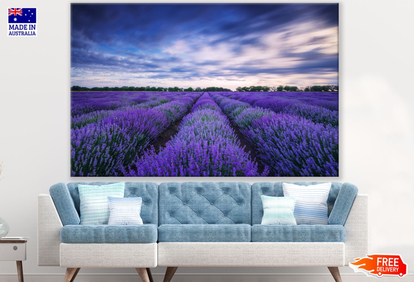 Lavender Field Scenery Photograph Print 100% Australian Made