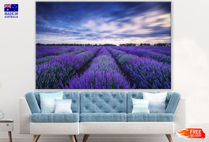 Lavender Field Scenery Photograph Print 100% Australian Made