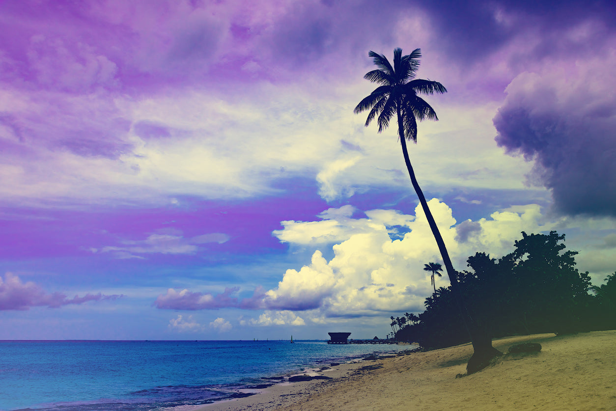 Palm Tree Near Sea Sunset Scenery Print 100% Australian Made