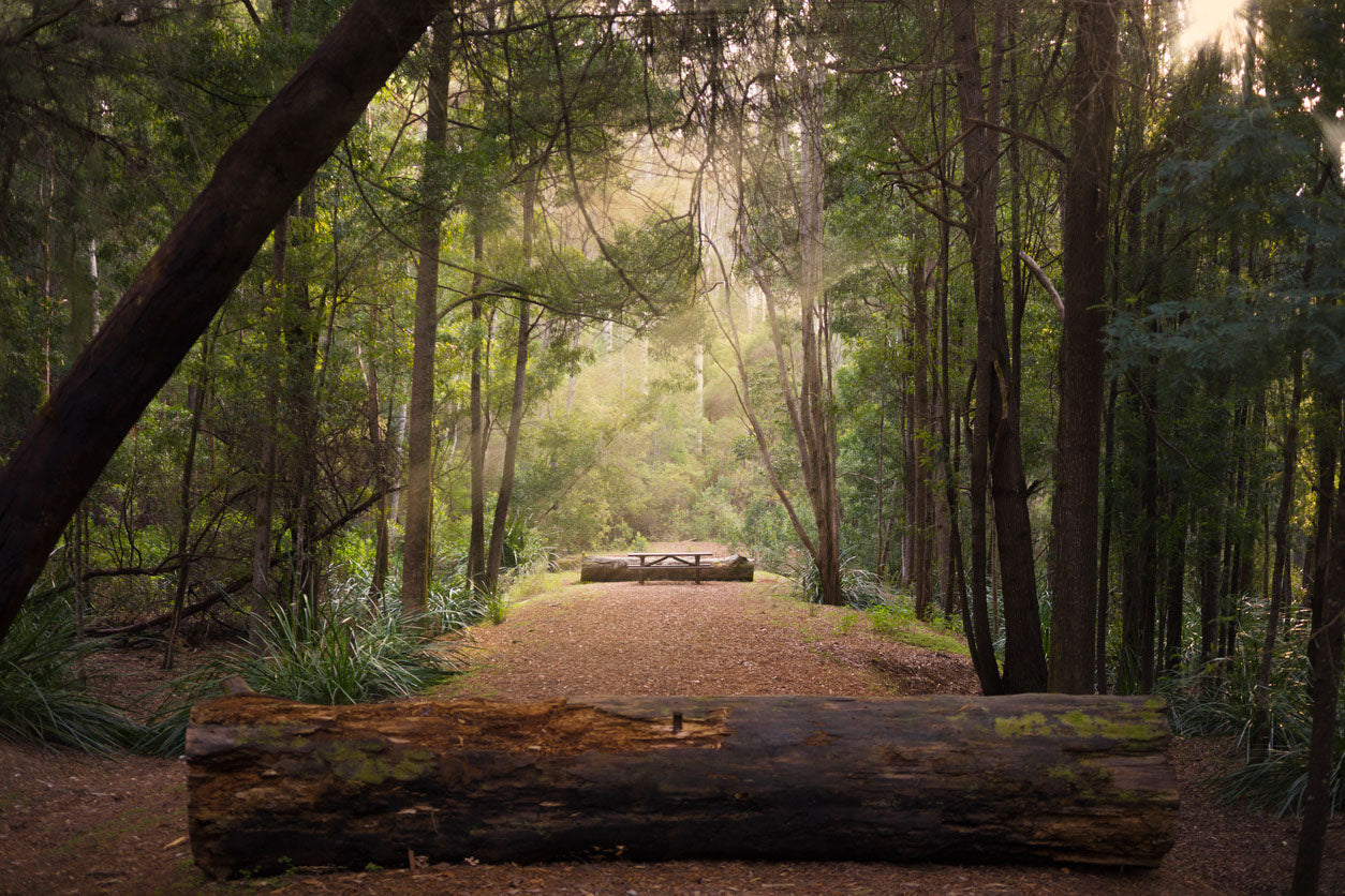 Dark Forest Road Photograph Print 100% Australian Made