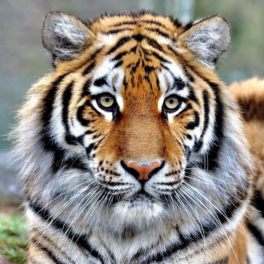 Square Canvas Tiger Portrait Photograph High Quality Print 100% Australian Made