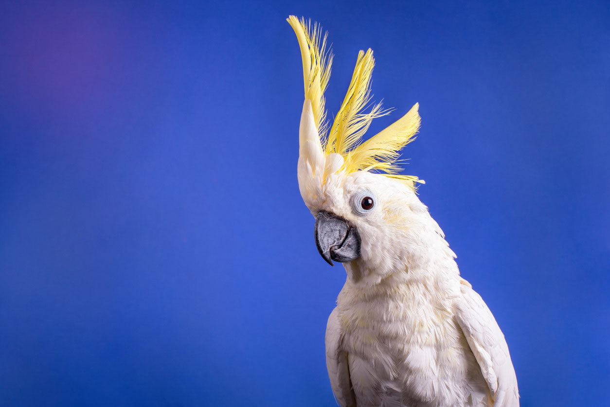 Cockatoo Bird Closeup Photograph Print 100% Australian Made
