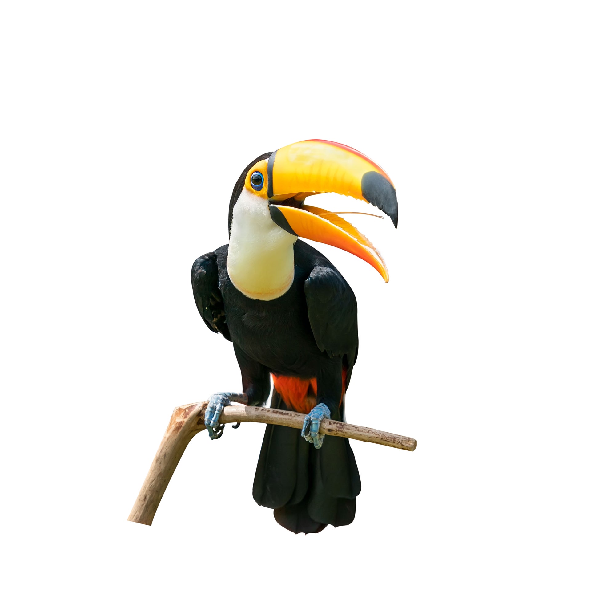 Square Canvas Toucan Bird on Tree View High Quality Print 100% Australian Made