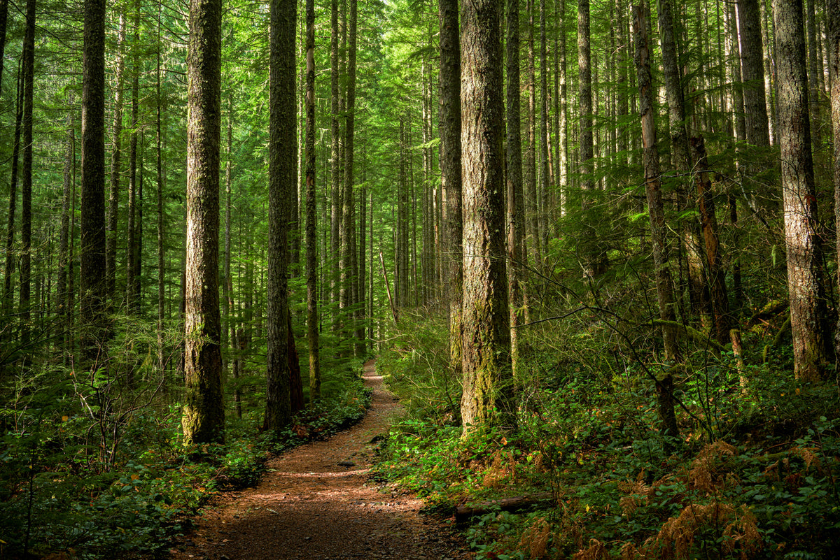 Deep Forest Photograph Home Decor Premium Quality Poster Print Choose Your Sizes