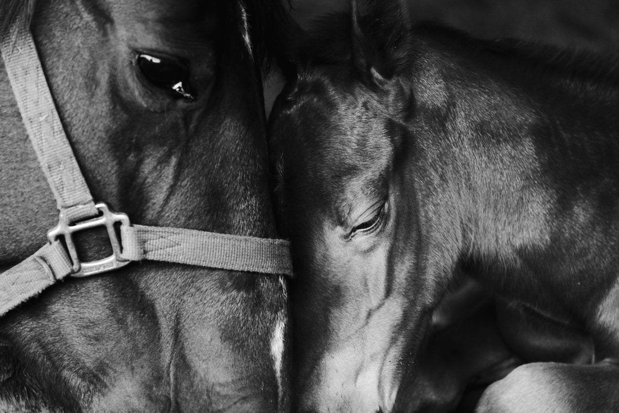 Horse Portrait B&W Photograph Print 100% Australian Made