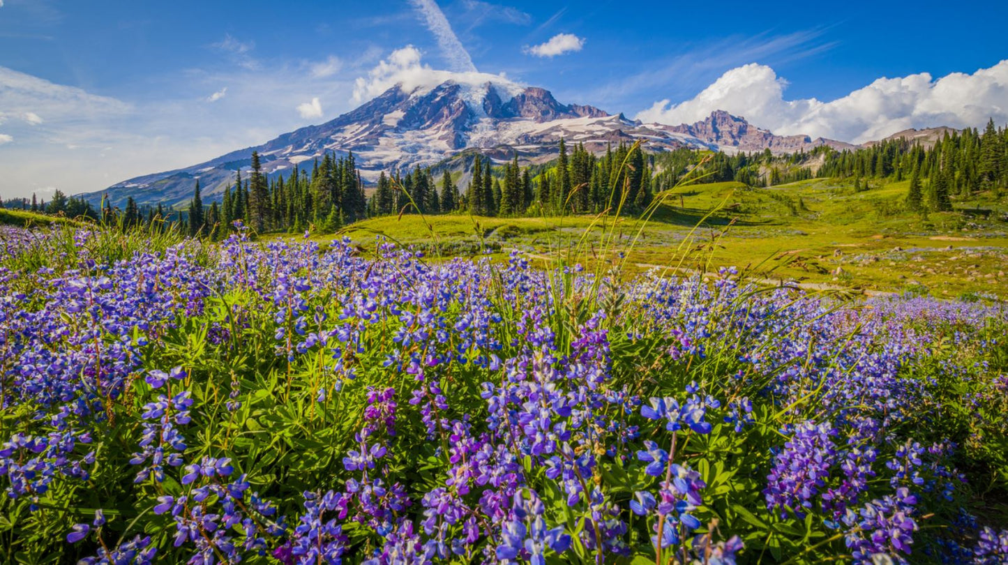 Flower Field Scenery Photograph Home Decor Premium Quality Poster Print Choose Your Sizes