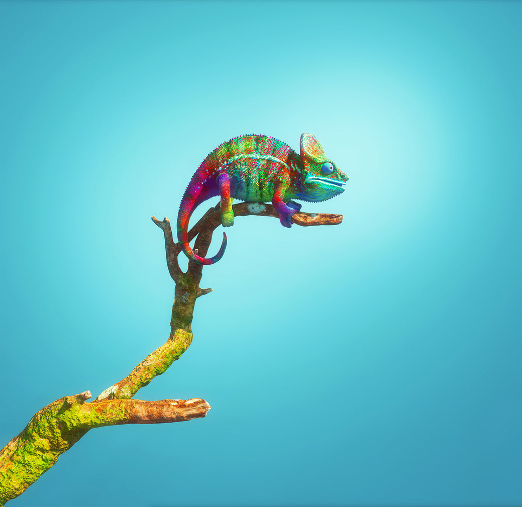 Square Canvas Colorful Chameleon on a Tree High Quality Print 100% Australian Made