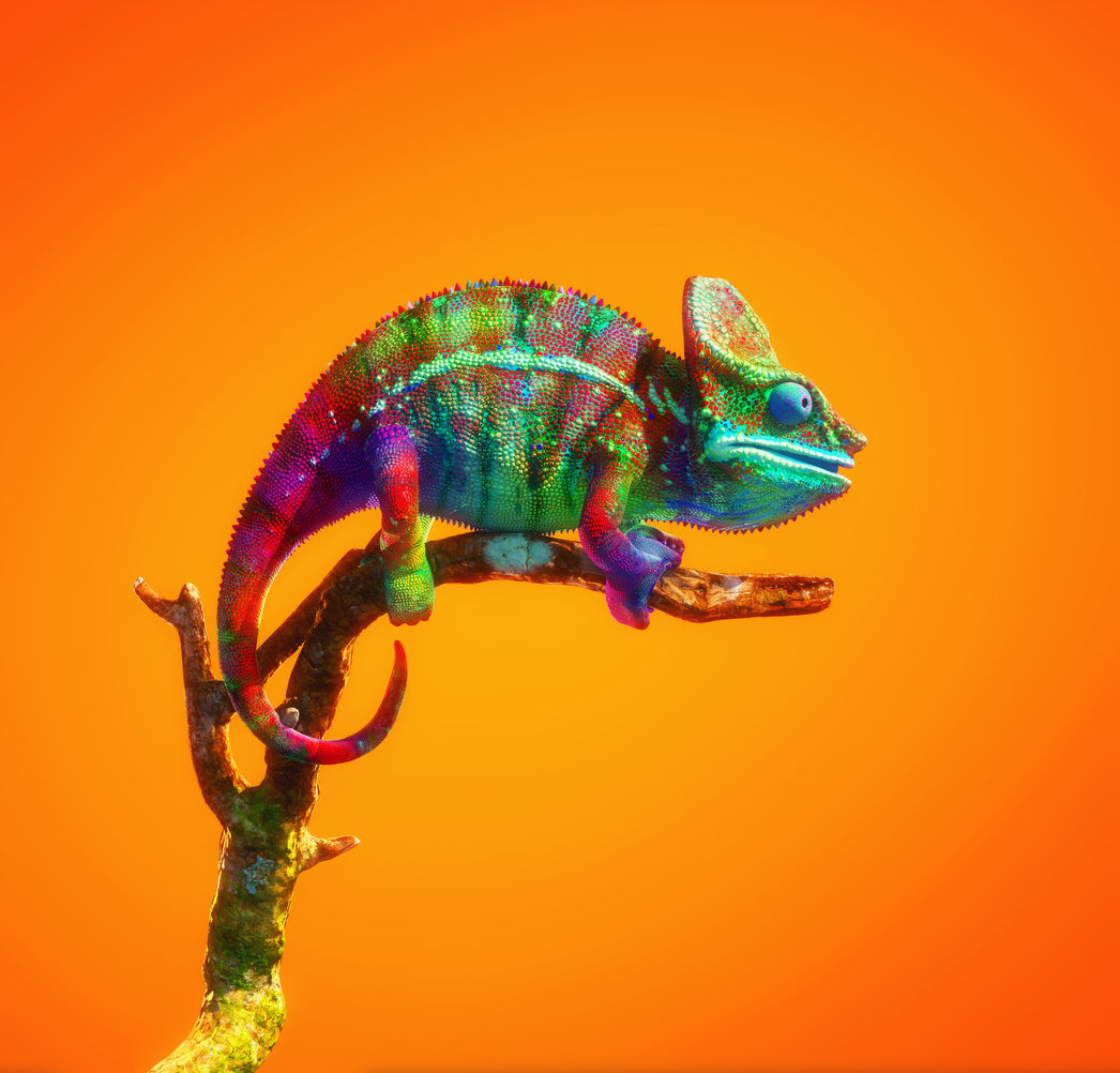 Square Canvas Colorful Chameleon on a Tree High Quality Print 100% Australian Made