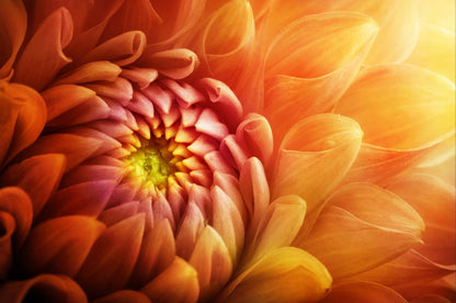 Orange Flower Macro Photograph Home Decor Premium Quality Poster Print Choose Your Sizes
