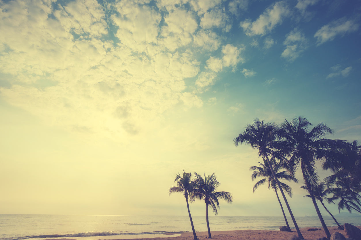 Palm Trees & Sea Photograph Home Decor Premium Quality Poster Print Choose Your Sizes