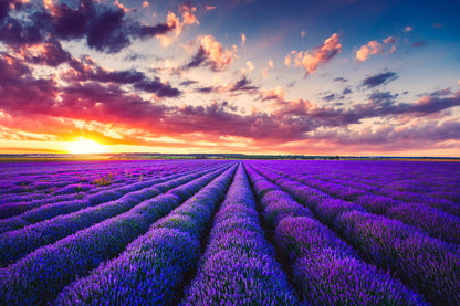 Lavender Field Scenery Photograph Print 100% Australian Made