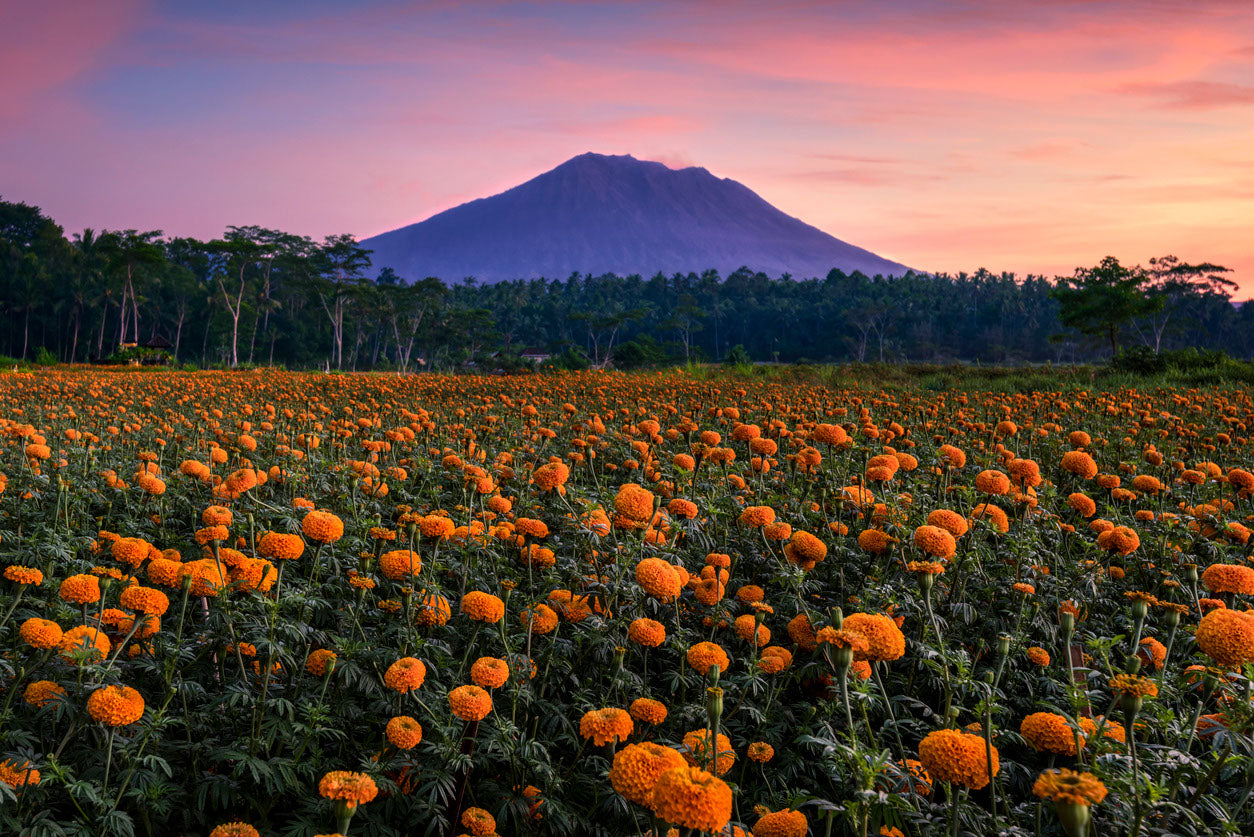 Orange Flower Field Photograph Home Decor Premium Quality Poster Print Choose Your Sizes