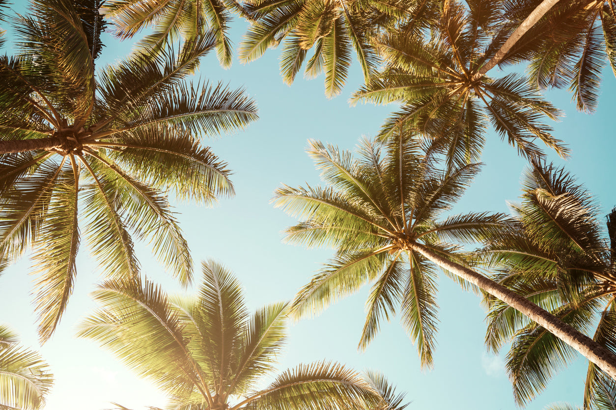 Palm Trees & Sky View Photograph Print 100% Australian Made